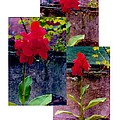 Flower Gardens c