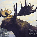 Moose Diorama